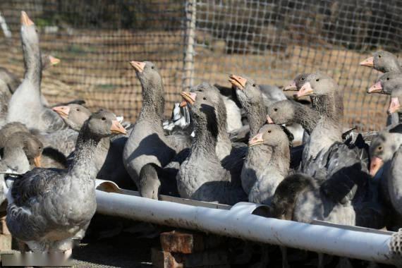 河北i省平乡县:大雁鹅养殖助增收 - 北京城外城二手家具批发市场